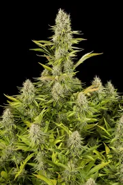 Amnesia Kush – DinaFem Seeds – Feminisiert