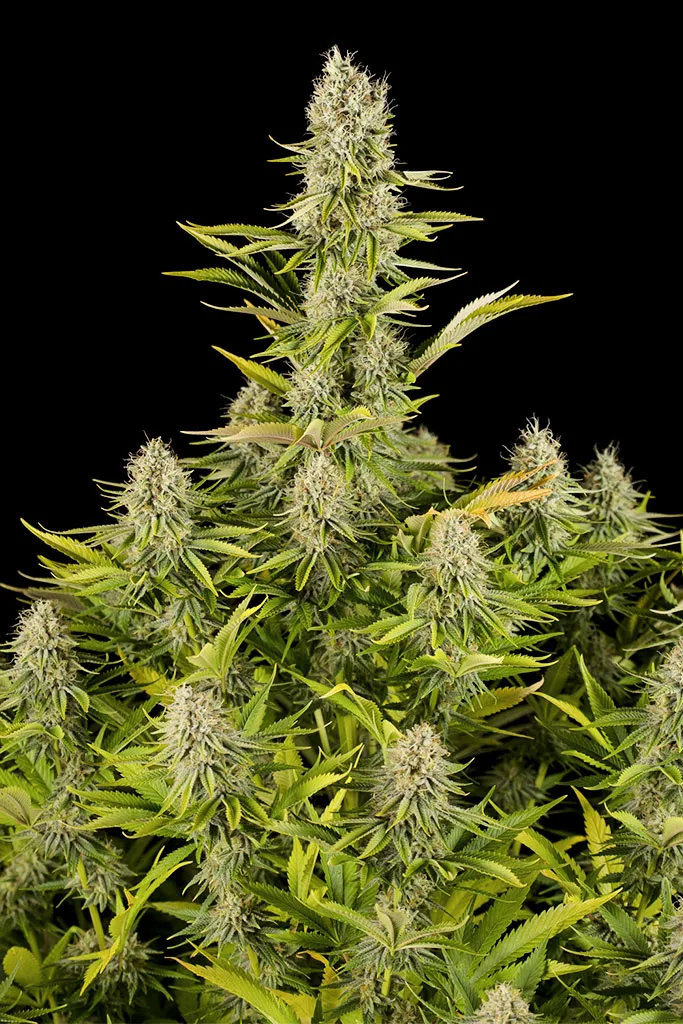 Amnesia Kush – DinaFem Seeds – Feminisiert