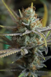 Amnesia Kush – DinaFem Seeds – Feminisiert