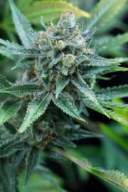 Amnesia Kush – DinaFem Seeds – Feminisiert