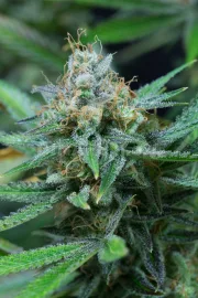 Amnesia Kush – DinaFem Seeds – Feminisiert
