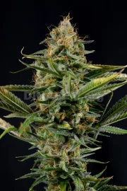 Amnesia Kush – DinaFem Seeds – Feminisiert