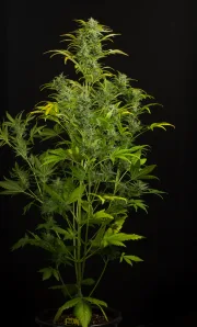 Blue Amnesia XXL Auto – DinaFem Seeds – Autoflowering
