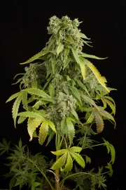 Blue Cheese Auto – DinaFem Seeds – Autoflowering