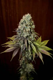 Blue Hash – DinaFem Seeds – Feminisiert