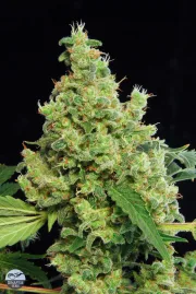 Blue Hash – DinaFem Seeds – Feminisiert