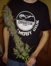 Blue Hash – DinaFem Seeds – Feminisiert