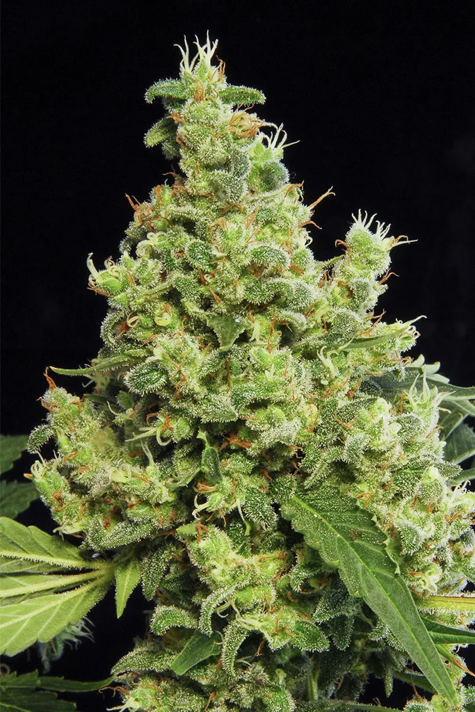 Blue Hash – DinaFem Seeds – Feminisiert