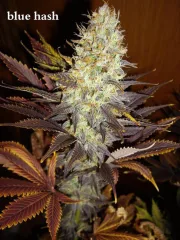 Blue Hash – DinaFem Seeds – Feminisiert