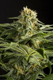 California Hash Plant – DinaFem Seeds – Feminisiert