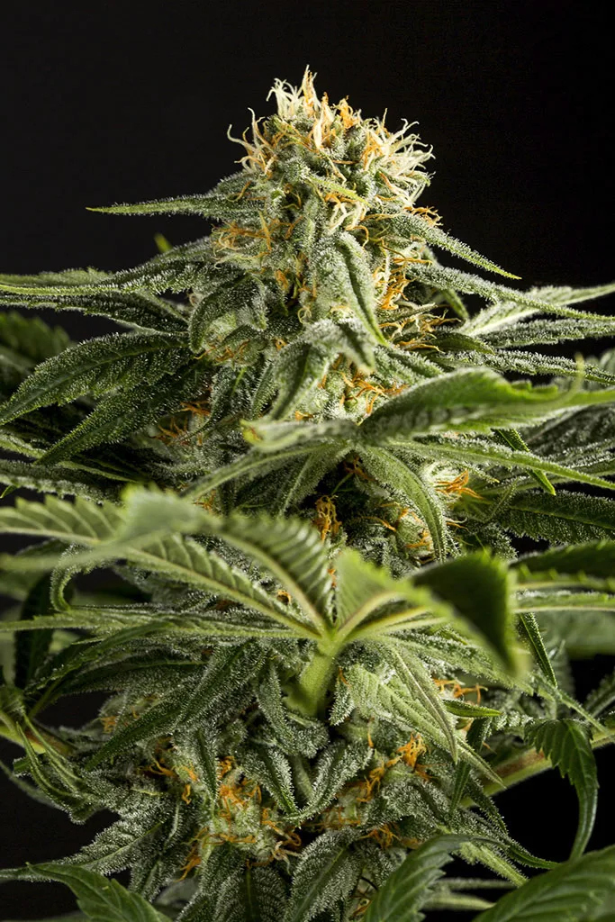 California Hash Plant – DinaFem Seeds – Feminisiert