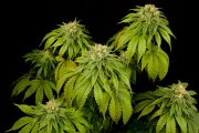 California Hash Plant – DinaFem Seeds – Feminisiert