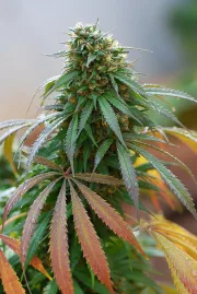 California Hash Plant – DinaFem Seeds – Feminisiert