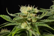 California Hash Plant – DinaFem Seeds – Feminisiert