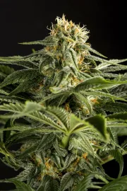 California Hash Plant – DinaFem Seeds – Feminisiert