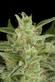 Critical Jack Auto – DinaFem Seeds – Autoflowering