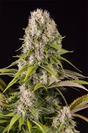 Diesel – DinaFem Seeds – Feminisiert