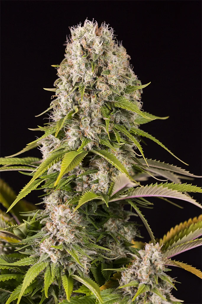 Diesel – DinaFem Seeds – Feminisiert