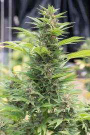 Diesel – DinaFem Seeds – Feminisiert