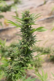 Diesel – DinaFem Seeds – Feminisiert