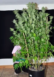 DinaChem – DinaFem Seeds – Feminisiert