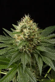 DinaChem – DinaFem Seeds – Feminisiert
