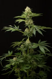 DinaChem – DinaFem Seeds – Feminisiert