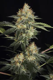 DinaChem – DinaFem Seeds – Feminisiert