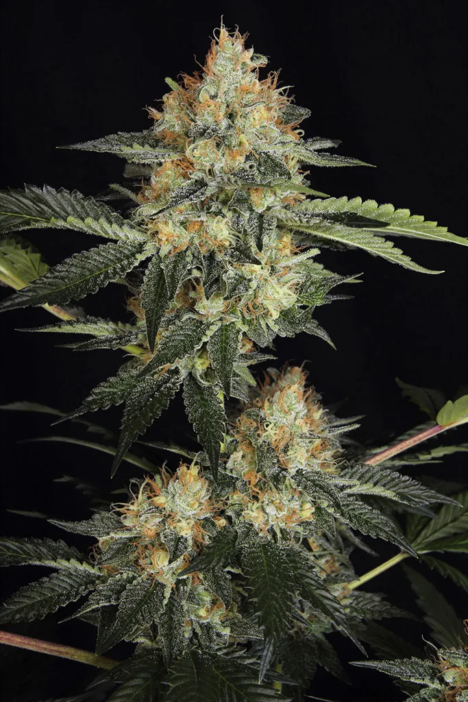 DinaChem – DinaFem Seeds – Feminisiert