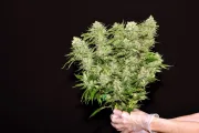 DinaChem – DinaFem Seeds – Feminisiert