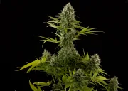 Industrial Plant – DinaFem Seeds – Feminisiert