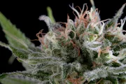 Industrial Plant – DinaFem Seeds – Feminisiert