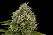 Industrial Plant – DinaFem Seeds – Feminisiert