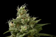 Industrial Plant – DinaFem Seeds – Feminisiert