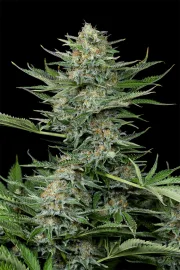 Industrial Plant – DinaFem Seeds – Feminisiert