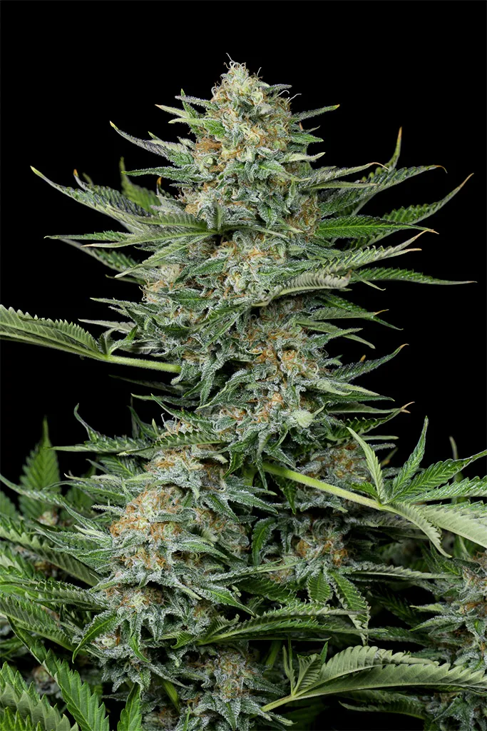 Industrial Plant – DinaFem Seeds – Feminisiert