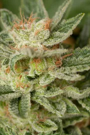 Moby Dick – DinaFem Seeds – Feminisiert