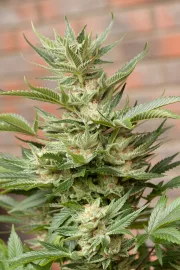 Moby Dick – DinaFem Seeds – Feminisiert