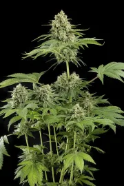 Moby Dick – DinaFem Seeds – Feminisiert