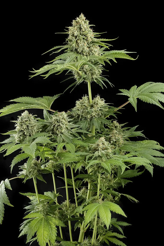 Moby Dick – DinaFem Seeds – Feminisiert