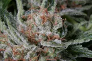 Moby Dick – DinaFem Seeds – Feminisiert