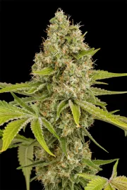 OG Kush – DinaFem Seeds – Feminisiert
