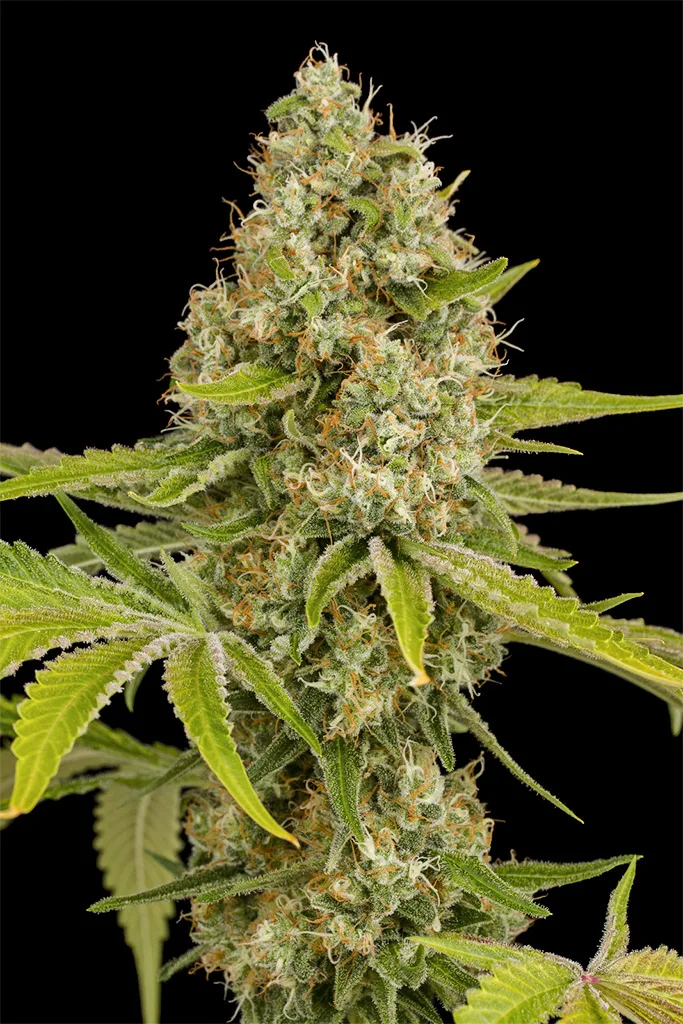 OG Kush – DinaFem Seeds – Feminisiert