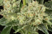 OG Kush – DinaFem Seeds – Feminisiert