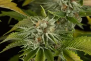 OG Kush – DinaFem Seeds – Feminisiert
