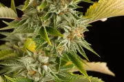 OG Kush – DinaFem Seeds – Feminisiert