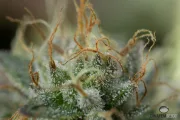 Remo Chemo – DinaFem Seeds – Feminisiert
