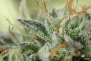 Remo Chemo – DinaFem Seeds – Feminisiert