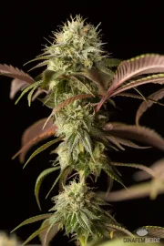 Remo Chemo – DinaFem Seeds – Feminisiert
