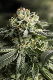 Remo Chemo – DinaFem Seeds – Feminisiert